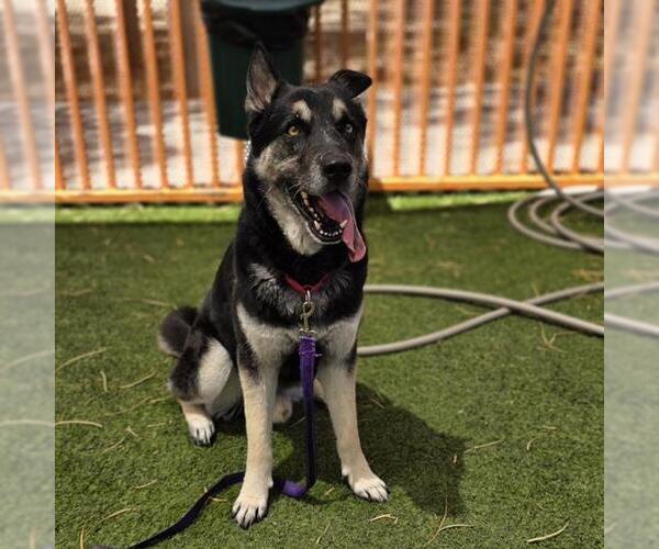 Medium Photo #1 German Shepherd Dog-Unknown Mix Puppy For Sale in Las Vegas, NV, USA