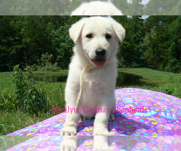 Medium Photo #2 German Shepherd Dog Puppy For Sale in PIEDMONT, MO, USA