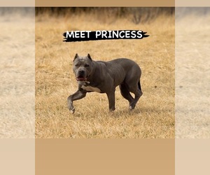 Father of the American Bully puppies born on 05/15/2022