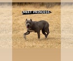 Small Photo #1 American Bully Puppy For Sale in KANSAS CITY, MO, USA