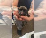 Small #1 Pug