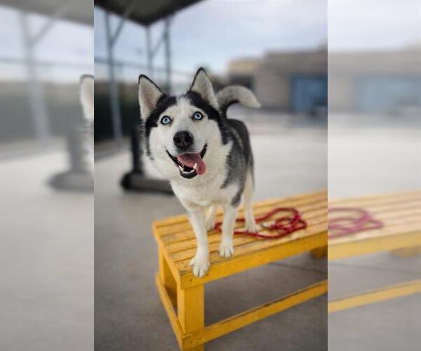 Medium Photo #1 Siberian Husky-Unknown Mix Puppy For Sale in Elk Grove, CA, USA