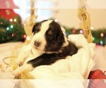 Small Photo #1 Australian Shepherd Puppy For Sale in MUSKEGON, MI, USA