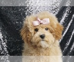 Small #2 Maltipoo