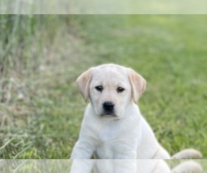 Medium Labrador Retriever