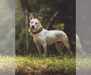 Vally - Female American Pit Bull Terrier-Unknown Mix Dog for Adoption - Photo #5