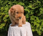 Small #6 Golden Retriever