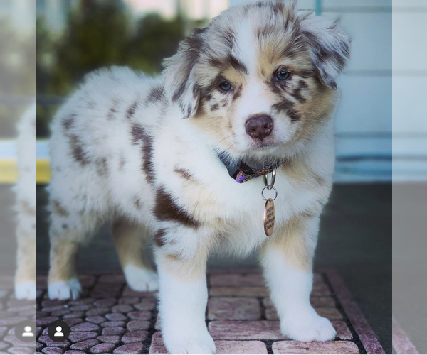 Medium Photo #3 Australian Shepherd Puppy For Sale in SPOKANE, WA, USA
