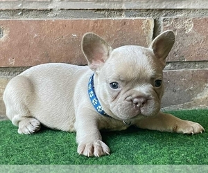 French Bulldog Puppy for sale in BOSTON, MA, USA