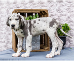 Small #9 Great Dane