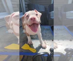 American Bully Puppy for sale in HARRISBURG, PA, USA