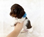 Small #5 Dachshund