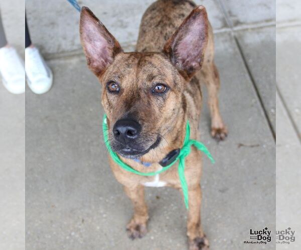 Medium Photo #1 Plott Hound-Unknown Mix Puppy For Sale in Washington, DC, USA
