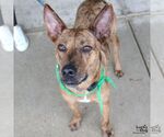 Cooper - Male Plott Hound-Unknown Mix Dog for Adoption - Small photo
