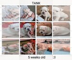 Small Photo #63 French Bulldog Puppy For Sale in MCKINLEYVILLE, CA, USA