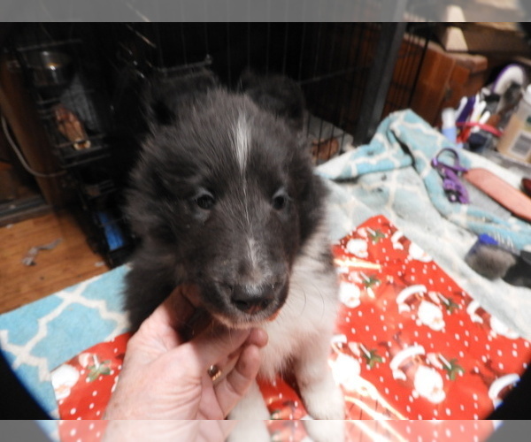 Medium Photo #1 Shetland Sheepdog Puppy For Sale in BAINBRIDGE, NY, USA