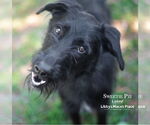 Small #3 Poodle (Standard) Mix