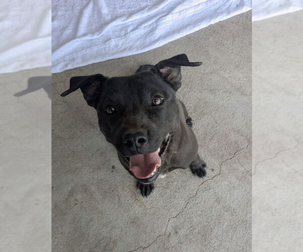 Medium Photo #3 American Staffordshire Terrier-Labrador Retriever Mix Puppy For Sale in Monte Vista, CO, USA