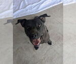 Small #2 American Staffordshire Terrier-Labrador Retriever Mix