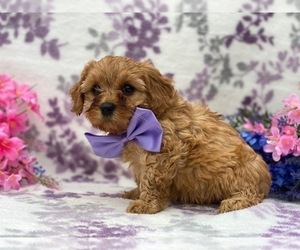 Cavapoo Puppy for sale in LANCASTER, PA, USA