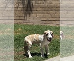 Small #18 Great Dane