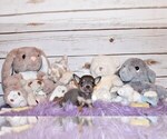 Small Photo #17 Chihuahua Puppy For Sale in CHARLESTON, AR, USA
