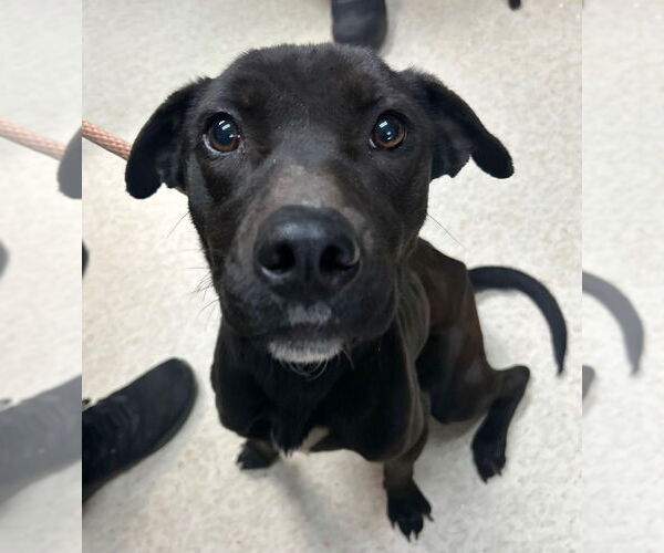 Medium Photo #4 Mutt Puppy For Sale in Canton, CT, USA