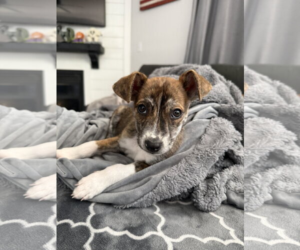Medium Photo #2 Mutt Puppy For Sale in Sandy, UT, USA