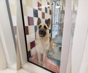 German Shepherd Dog-Unknown Mix Dogs for adoption in Plano, TX, USA