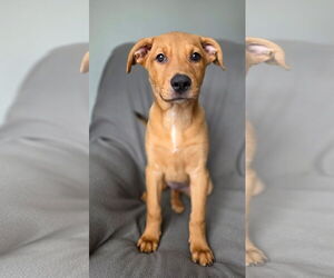 American Pit Bull Terrier-Unknown Mix Dogs for adoption in Duluth, MN, USA