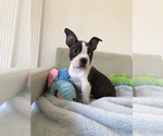 Small Photo #2 Boston Terrier Puppy For Sale in SYLMAR, CA, USA