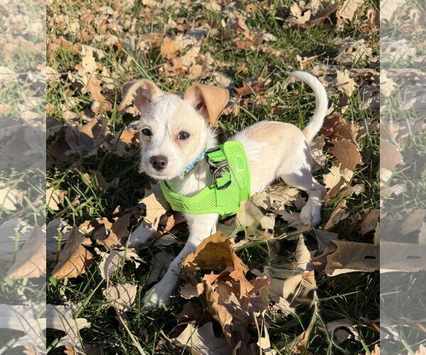 Medium Photo #1 Chihuahua-Unknown Mix Puppy For Sale in Omaha, NE, USA