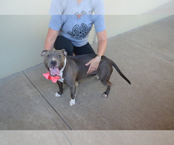 Medium Photo #2 American Pit Bull Terrier-Unknown Mix Puppy For Sale in McKinney, TX, USA