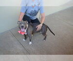 Small #1 American Pit Bull Terrier Mix