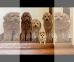 Small #26 Goldendoodle