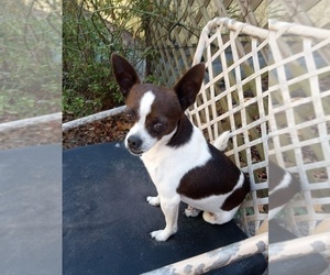 Father of the Chihuahua puppies born on 05/22/2025