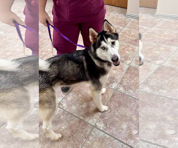 Medium Photo #2 Siberian Husky Puppy For Sale in Carrollton, TX, USA