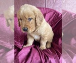Puppy Bluey Golden Retriever