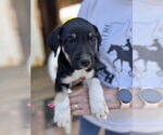 Small #1 Chinese Shar-Pei-German Shepherd Dog Mix