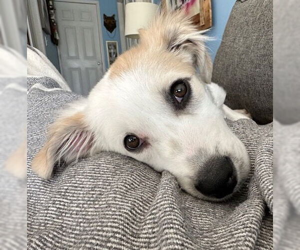 Medium Photo #4 Labrador Retriever-Unknown Mix Puppy For Sale in Brooklyn Center, MN, USA
