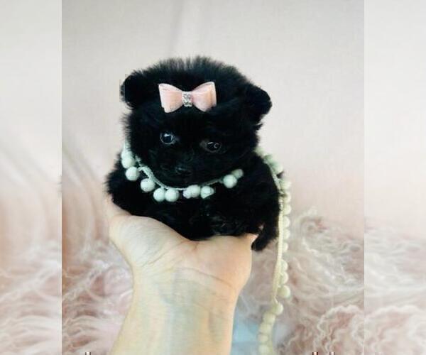 Medium Photo #17 Pomeranian Puppy For Sale in BOCA RATON, FL, USA