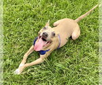 Small #5 American Pit Bull Terrier Mix