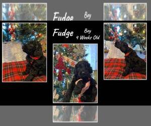 Goldendoodle Puppy for sale in STOCKTON, MO, USA