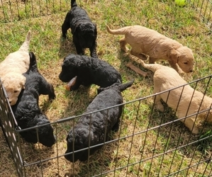 Goldendoodle Puppy for sale in CHAPIN, SC, USA