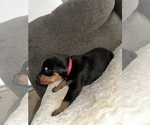 Image preview for Ad Listing. Nickname: Pink Collar