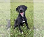 Small #1 Labrador Retriever