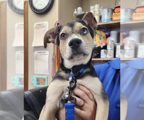 Medium Photo #1 Mutt Puppy For Sale in Coralville, IA, USA