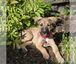 Small #3 American Pit Bull Terrier Mix