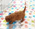 Small #12 Cavapoo mix (+ Poodle Miniature)