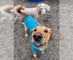 Small #1 Labrador Retriever Mix